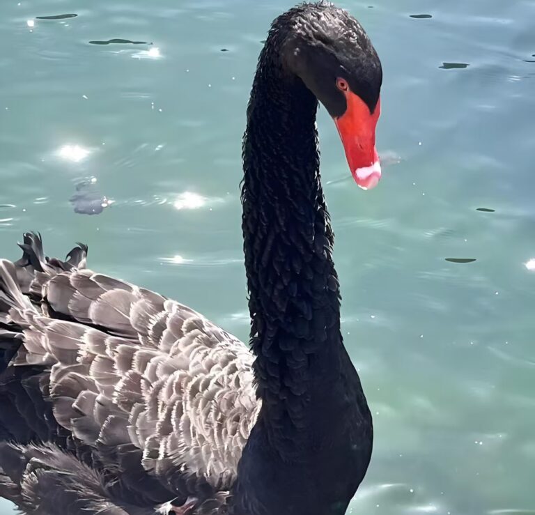 爆款书单 翻书特效