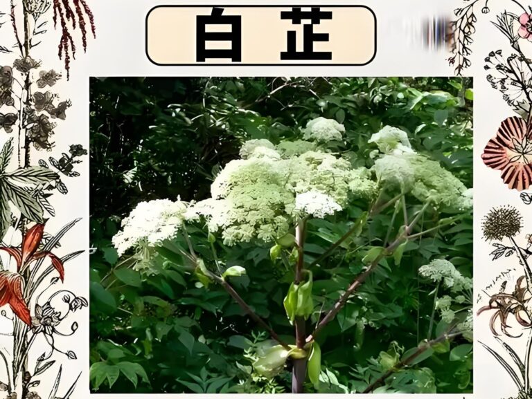 认识药材（动态）